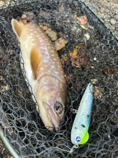 アメマスの釣果