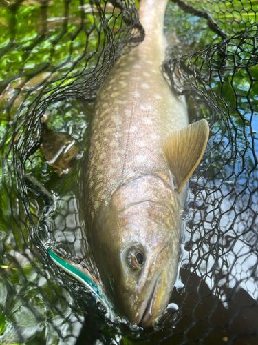 アメマスの釣果
