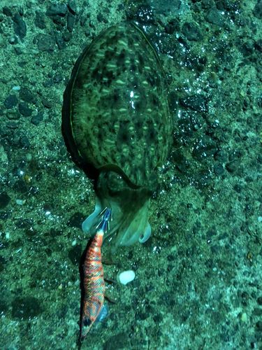 コウイカの釣果