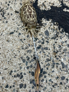 コウイカの釣果