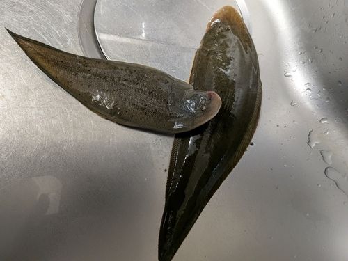 クロウシノシタの釣果