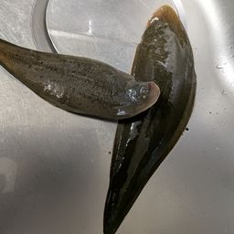 クロウシノシタ