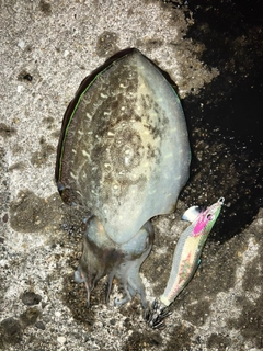 モンゴウイカの釣果