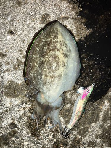 モンゴウイカの釣果