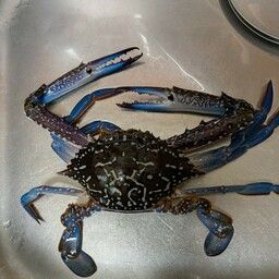 タイワンガザミ