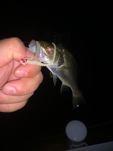 スズキの釣果