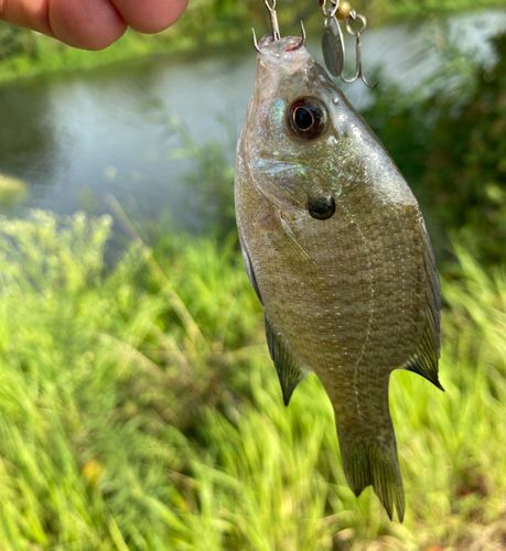 ブルーギルの釣果