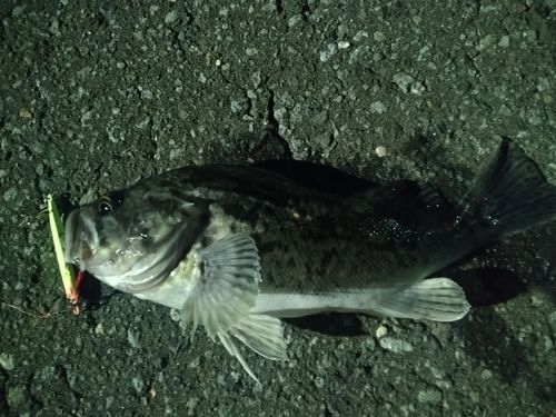 伊達漁港