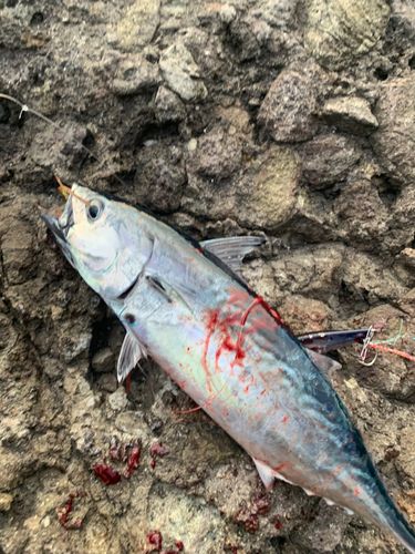 スマガツオの釣果
