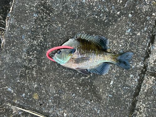 ブルーギルの釣果