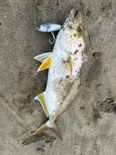 ショゴの釣果