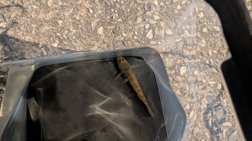 小名木川