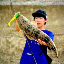 マゴチ