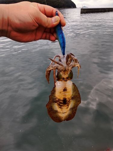 宿毛湾