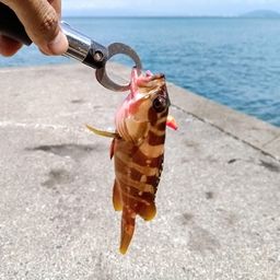 アカハタ