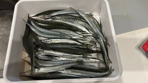 サヨリの釣果