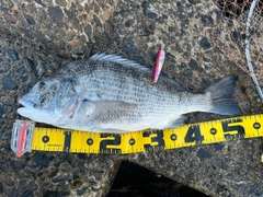 クロダイの釣果