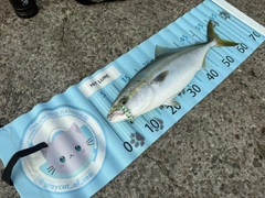 メジロの釣果