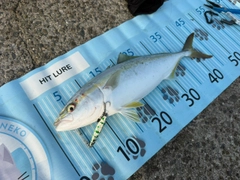 ハマチの釣果