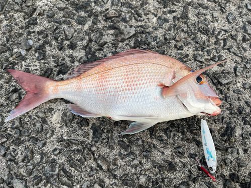 マダイの釣果