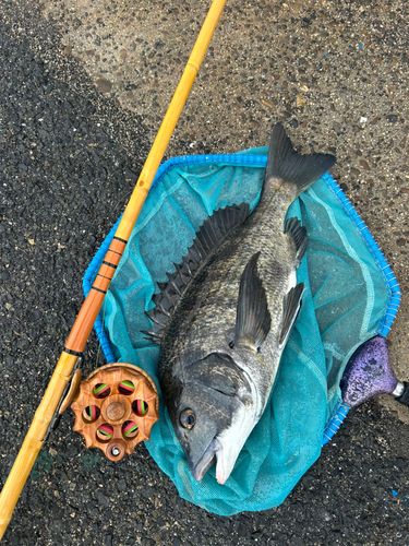 チヌの釣果