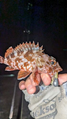 カサゴの釣果