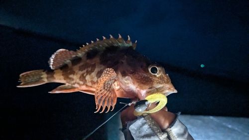 駿河湾