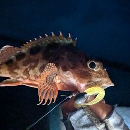 カサゴ
