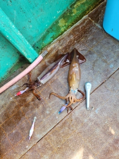 イカの釣果