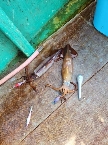 イカの釣果