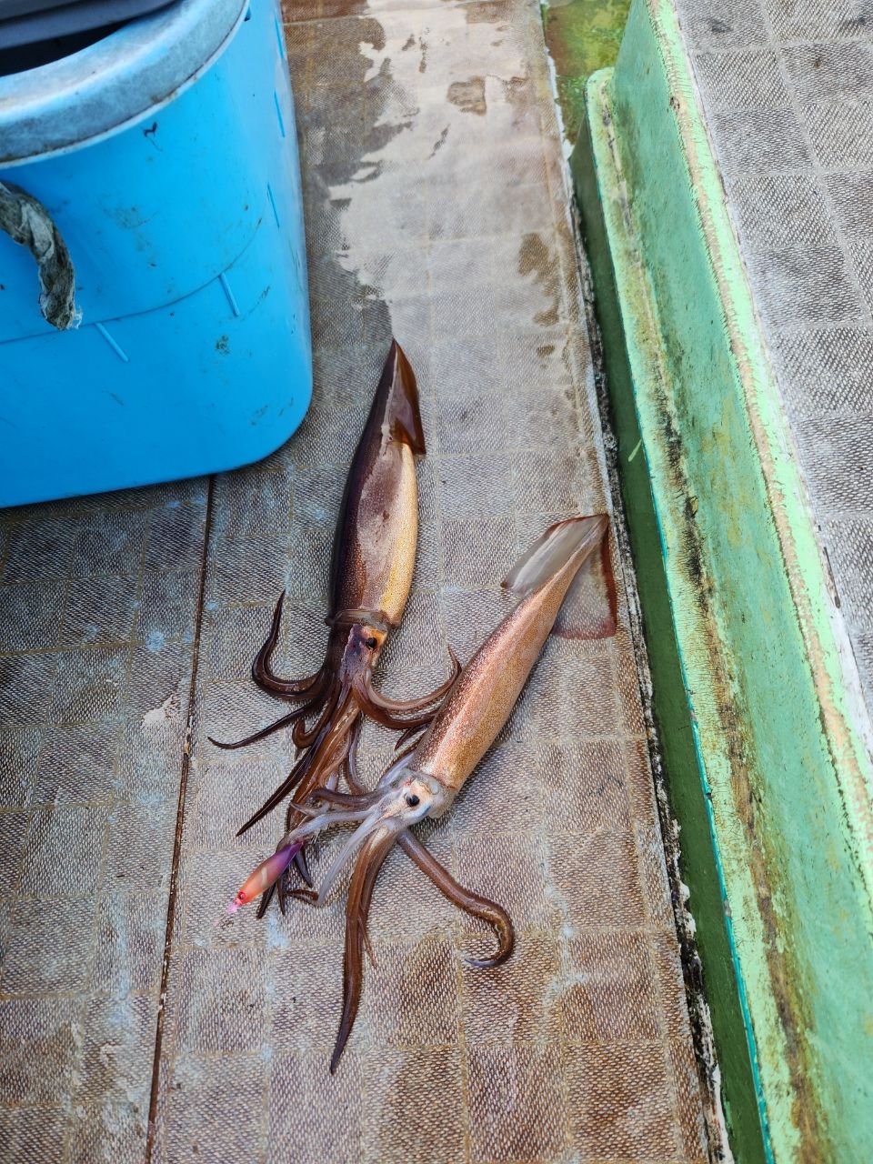 ちかおさんの釣果 2枚目の画像