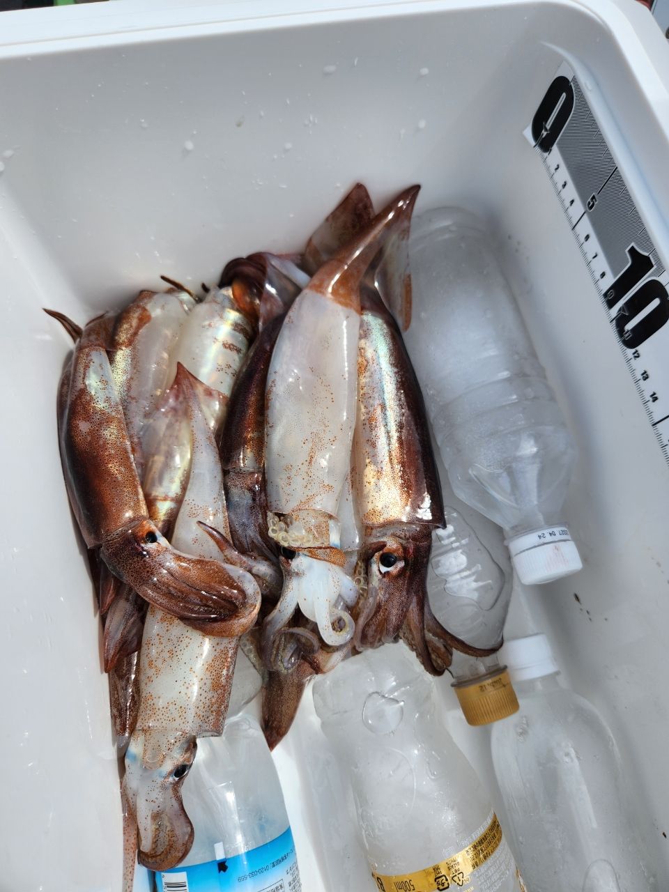 ちかおさんの釣果 3枚目の画像