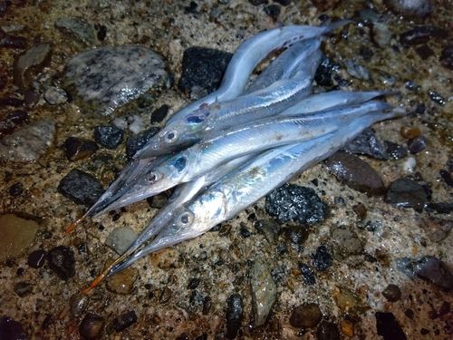 サヨリの釣果