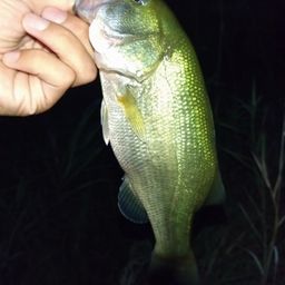 ラージマウスバス