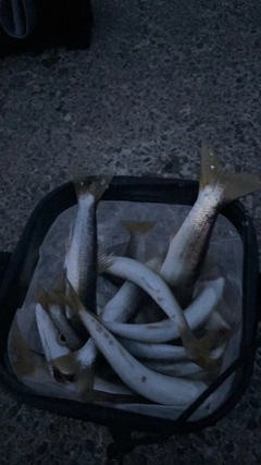 カマスの釣果