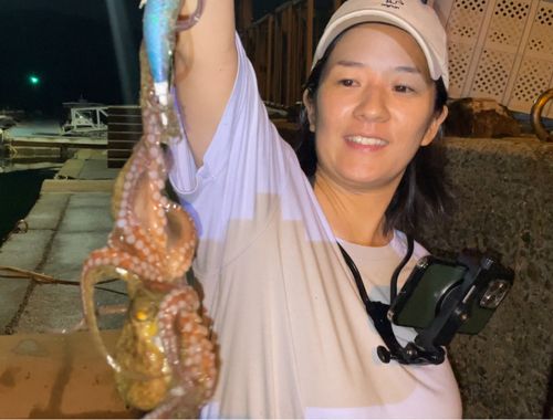タコの釣果