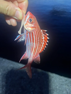 ニジエビスの釣果