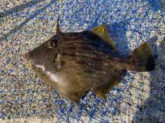 カワハギの釣果