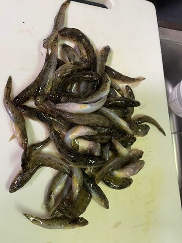 境川（浦安）