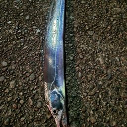 タチウオ