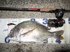 キビレの釣果