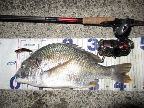 キビレの釣果
