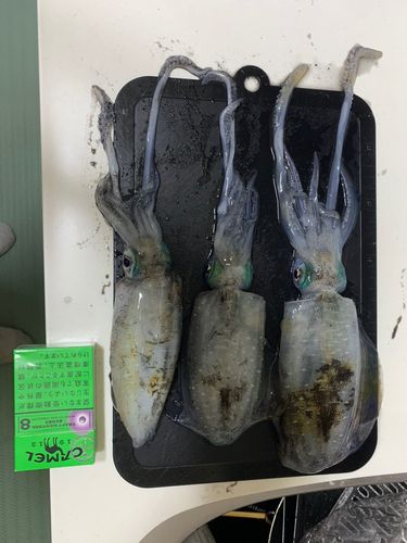 大阪湾