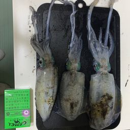 アオリイカ