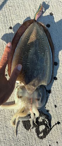 モンゴウイカの釣果