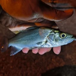 セイゴ（ヒラスズキ）