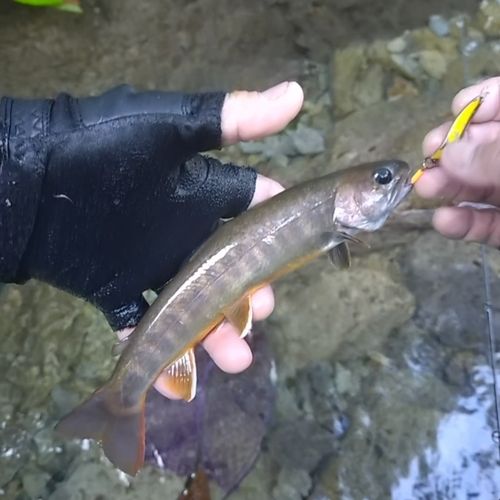 イワナの釣果