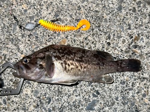 クロソイの釣果