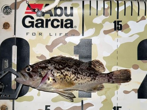 クロソイの釣果