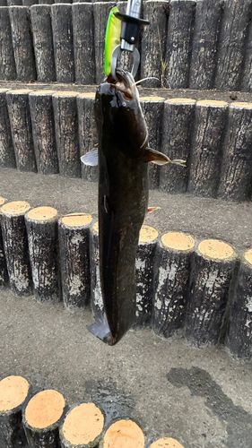 マナマズの釣果